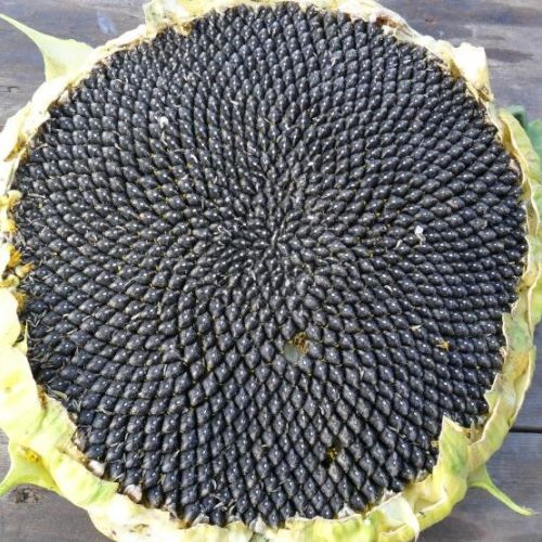 Подсолнечник