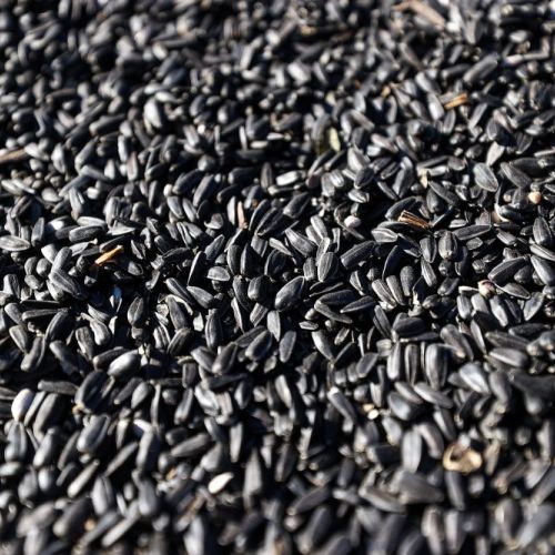 Высокоолеиновый подсолнечник