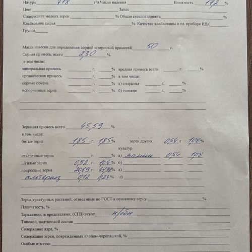 Пшеница