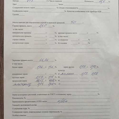 Пшеница