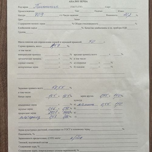 Пшеница