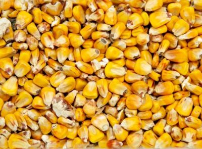 Кукуруза