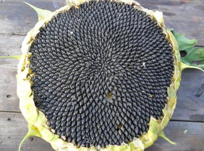 Подсолнечник