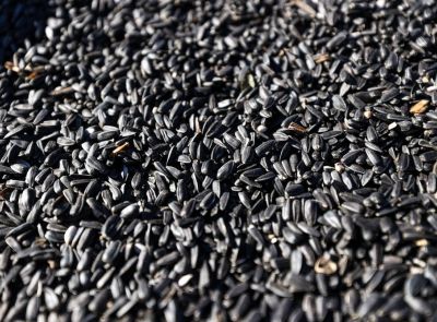 Высокоолеиновый подсолнечник