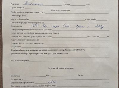 Пшеница