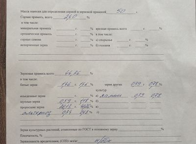 Пшеница