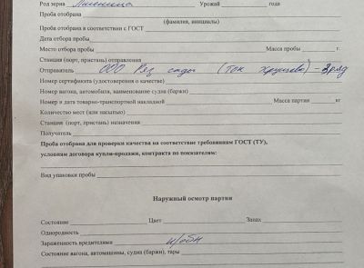 Пшеница