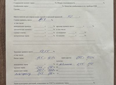 Пшеница